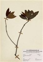 藏品(西施花(青紫木))的圖片